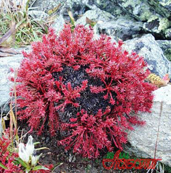 Красная щетка – растениесемейства толстянковые